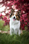 Australian Shepherd Hndin