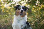 ausgewachsener Australian Shepherd