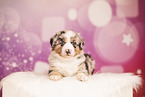 Australian Shepherd Welpe