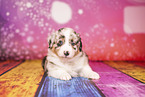 Australian Shepherd Welpe