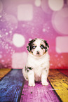 Australian Shepherd Welpe