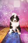 Australian Shepherd Welpe