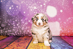 Australian Shepherd Welpe