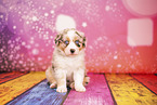 Australian Shepherd Welpe