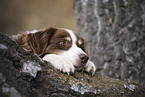 Australian Shepherd Rde