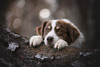 Australian Shepherd Rde