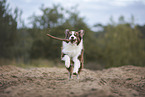 Australian Shepherd Rde