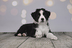Australian Shepherd Welpe