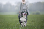 Australian Shepherd