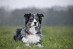 Australian Shepherd