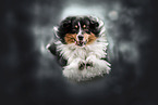 tricolour Australian Shepherd