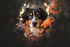 tricolour Australian Shepherd