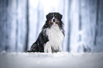 tricolour Australian Shepherd