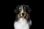 tricolour Australian Shepherd