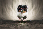 tricolour Australian Shepherd