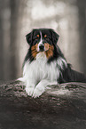 tricolour Australian Shepherd