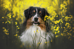 tricolour Australian Shepherd