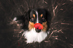 tricolour Australian Shepherd