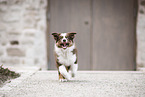 Australian Shepherd Welpe