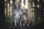 2 Australian Shepherds