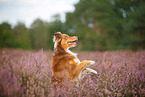 Australian Shepherd im Sommer
