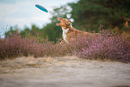 Australian Shepherd im Sommer