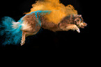 Australian Shepherd beim Holi Shooting