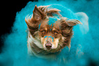 Australian Shepherd beim Holi Shooting