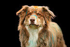 Australian Shepherd beim Holi Shooting