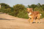 Australian Shepherd im Sommer