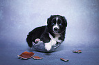 Australian Shepherd Welpe