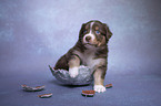 Australian Shepherd Welpe