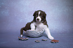 Australian Shepherd Welpe