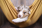 Australian Shepherd Welpe