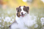 Australian Shepherd Hndin