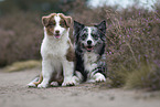 Australian Shepherds