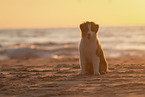 Australian Shepherd Welpe