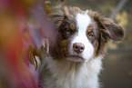 Australian Shepherd Hndin