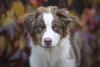 Australian Shepherd Hndin