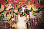 ausgewachsener Australian Shepherd