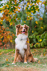 Australian Shepherd