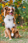 Australian Shepherd