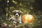 junger Australian Shepherd