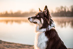 Australian Shepherd Rde