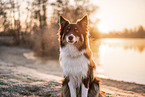 Australian Shepherd Rde