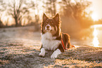 Australian Shepherd Rde