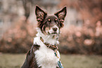 Australian Shepherd Rde