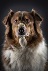 Australian Shepherd Hndin