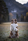 Australian Shepherd Hndin