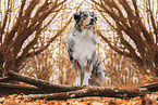 Australian Shepherd Rde
